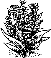 coloriage pied de muguet